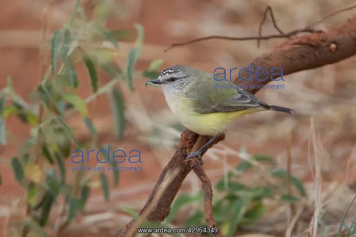 : Yellow-rumped Thornbill - with grub in mouth : Yellow-rumped Thornbill - with grub in mouth