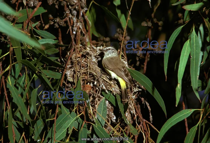: Yellow-rumped Thornbill - at nest : Yellow-rumped Thornbill - at nest