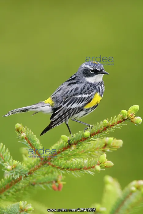 : Yellow-rumped Warbler : Yellow-rumped Warbler