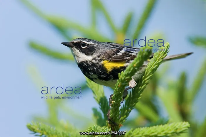 : Yellow-rumped Warbler : Yellow-rumped Warbler