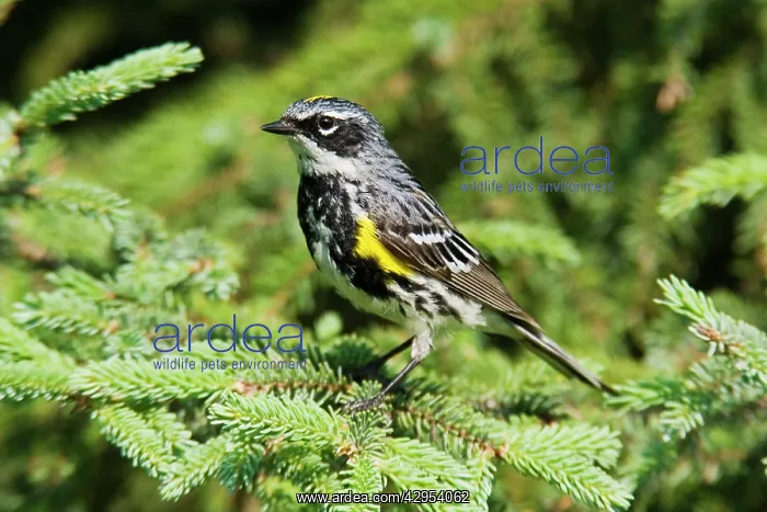 : Yellow-rumped Warbler : Yellow-rumped Warbler