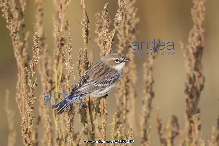 : Yellow-rumped Warbler : Yellow-rumped Warbler
