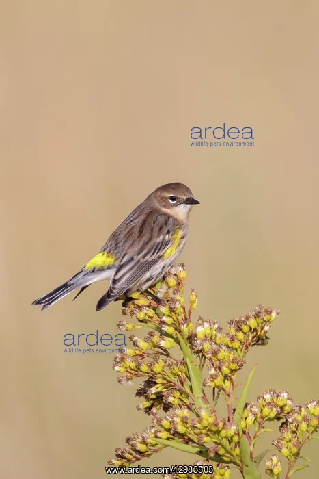 : Yellow-rumped Warbler : Yellow-rumped Warbler