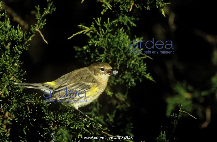 : Yellow-rumped Warbler : Yellow-rumped Warbler