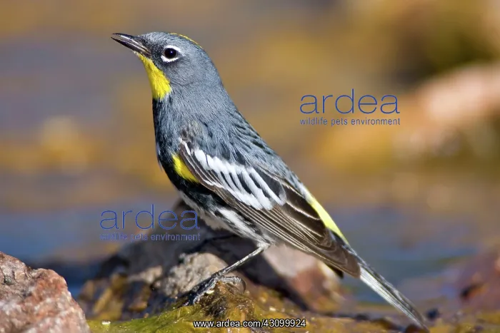 : Yellow-rumped Warbler : Yellow-rumped Warbler