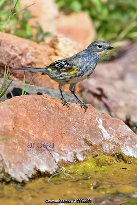 : Yellow-rumped Warbler : Yellow-rumped Warbler