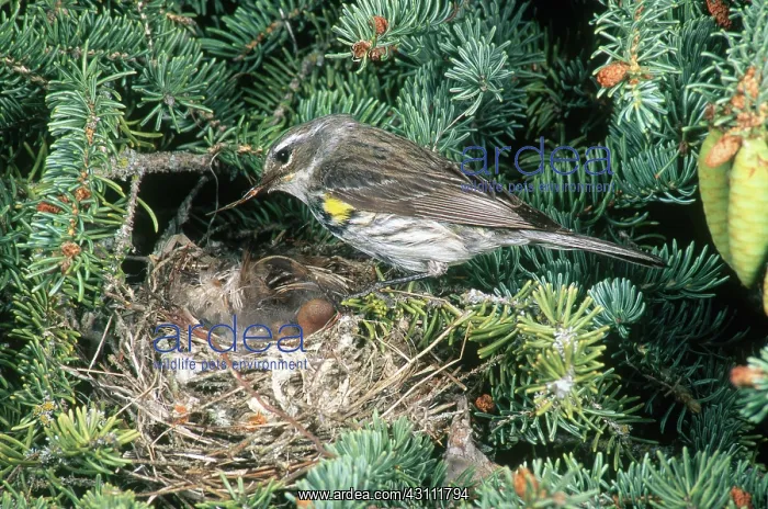 : Yellow-rumped Warbler : Yellow-rumped Warbler