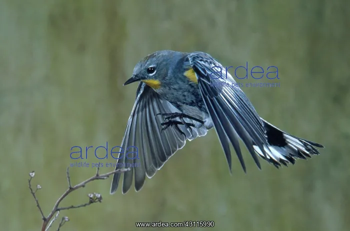 : Yellow-Rumped Warbler : Yellow-Rumped Warbler