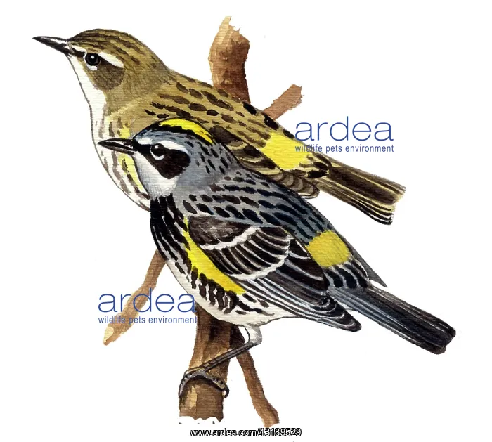 : Yellow-rumped Warbler : Yellow-rumped Warbler