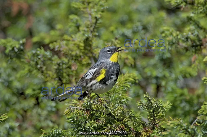 : Yellow-rumped Warbler / Audubon's Warbler - male singing : Yellow-rumped Warbler / Audubon's Warbler - male singing