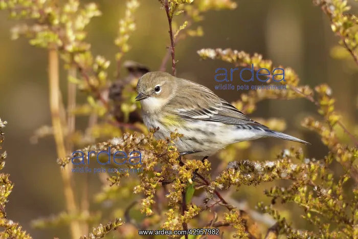 : Yellow-rumped Warbler - autumn plumage during fall migration : Yellow-rumped Warbler - autumn plumage during fall migration