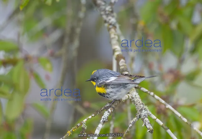 : Yellow-rumped warbler (Dendroica coronata). Pacific : Yellow-rumped warbler (Dendroica coronata). Pacific