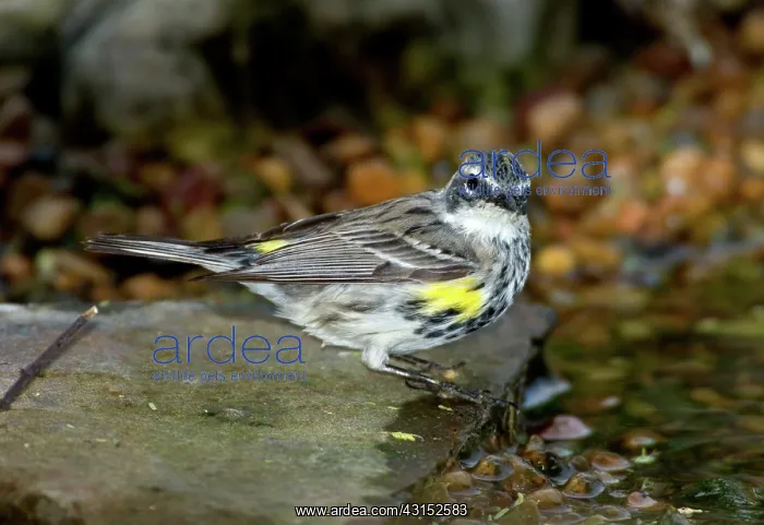 : Yellow-rumped Warbler (Dendroica coronata) : Yellow-rumped Warbler (Dendroica coronata)