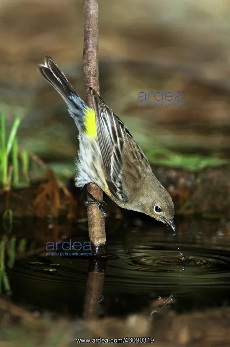 : Yellow-rumped Warbler Drinking : Yellow-rumped Warbler Drinking