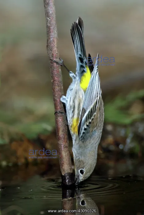 : Yellow-rumped Warbler Drinking : Yellow-rumped Warbler Drinking