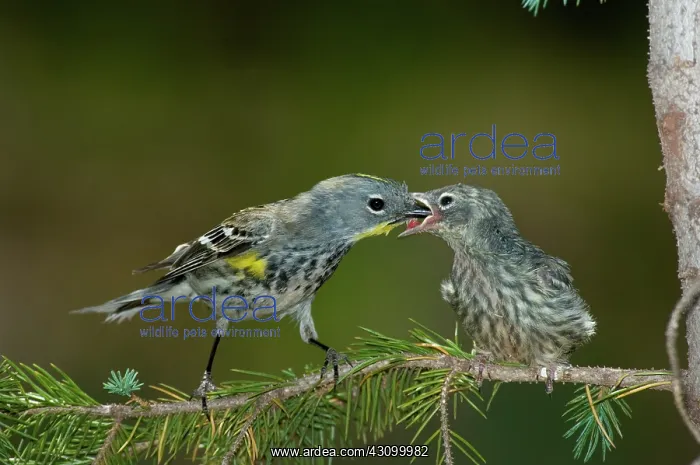 : Yellow-rumped Warbler feeding young : Yellow-rumped Warbler feeding young