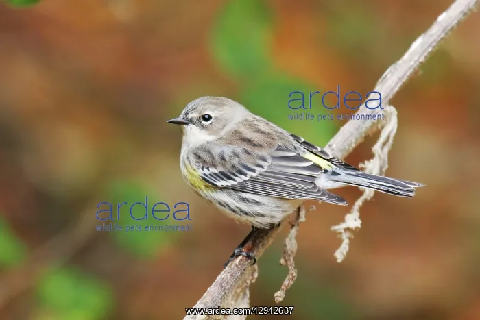 : Yellow-rumped Warbler - female : Yellow-rumped Warbler - female