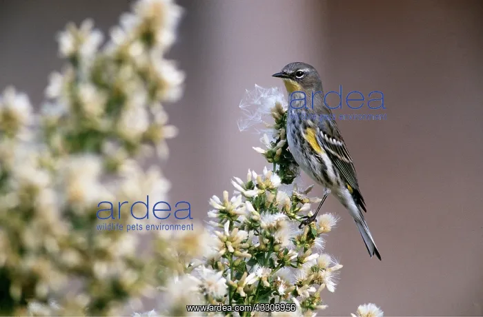 : YELLOW RUMPED WARBLER - in floral bush : YELLOW RUMPED WARBLER - in floral bush