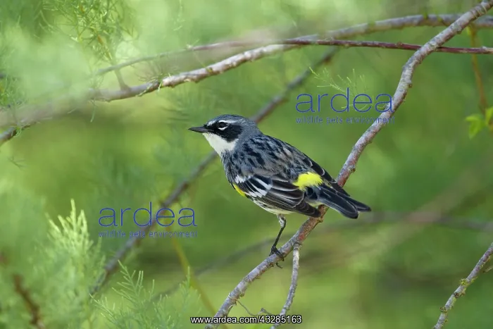 : Yellow-rumped Warbler - male on migration : Yellow-rumped Warbler - male on migration