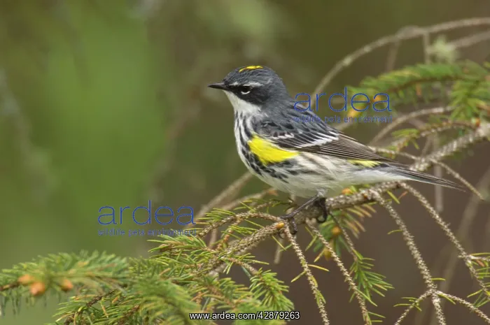 : Yellow-rumped Warbler - Male perched on branch, Spring : Yellow-rumped Warbler - Male perched on branch, Spring