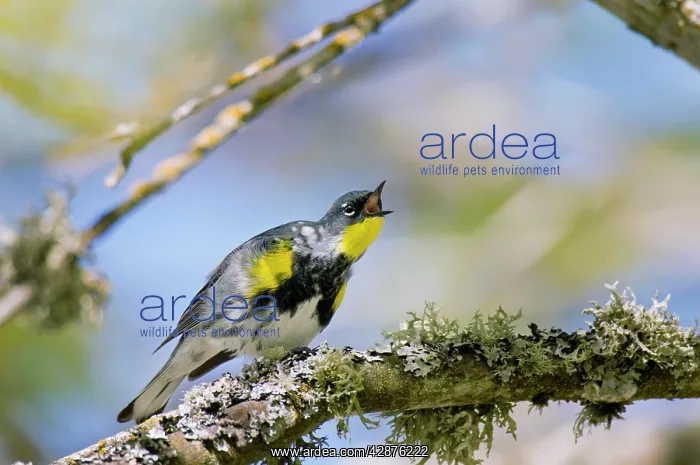 : Yellow-rumped Warbler - in maple tree - Spring : Yellow-rumped Warbler - in maple tree - Spring