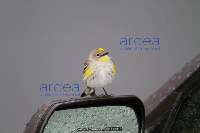 : Yellow-rumped Warbler - perched on car wing-mirror : Yellow-rumped Warbler - perched on car wing-mirror