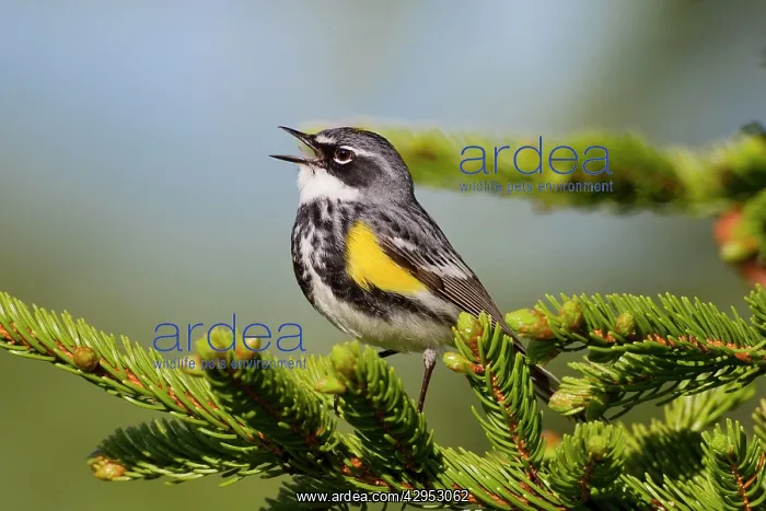 : Yellow-rumped Warbler - singing : Yellow-rumped Warbler - singing