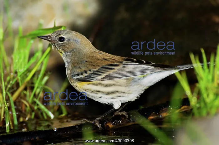 : Yellow-rumped Warbler at Water : Yellow-rumped Warbler at Water