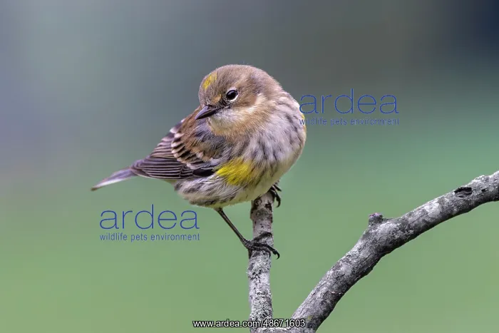 : Yellow-rumped warbler in winter plumage, Kentucky : Yellow-rumped warbler in winter plumage, Kentucky