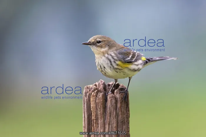 : Yellow-rumped warbler in winter plumage, Kentucky : Yellow-rumped warbler in winter plumage, Kentucky