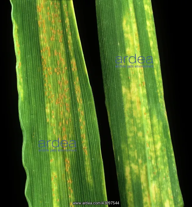 : Yellow rust in barley leaves : Yellow rust in barley leaves