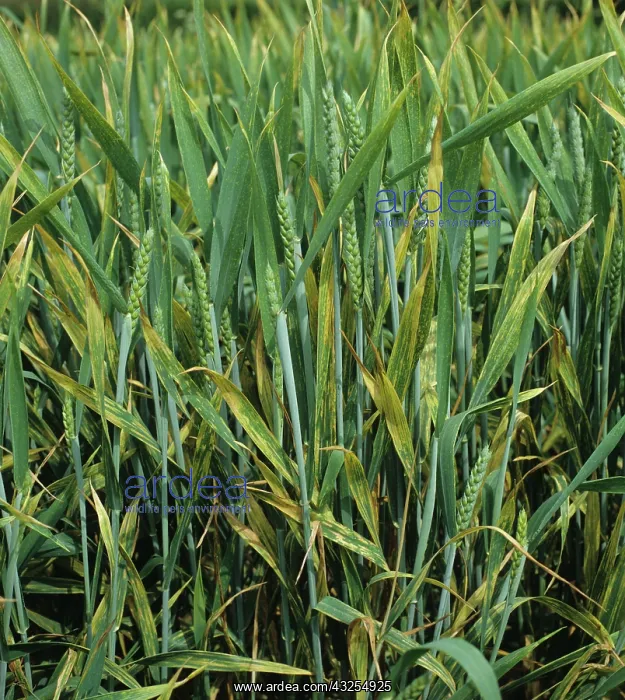 : Yellow Rust (Puccinia striiformis) in Wheat crop : Yellow Rust (Puccinia striiformis) in Wheat crop