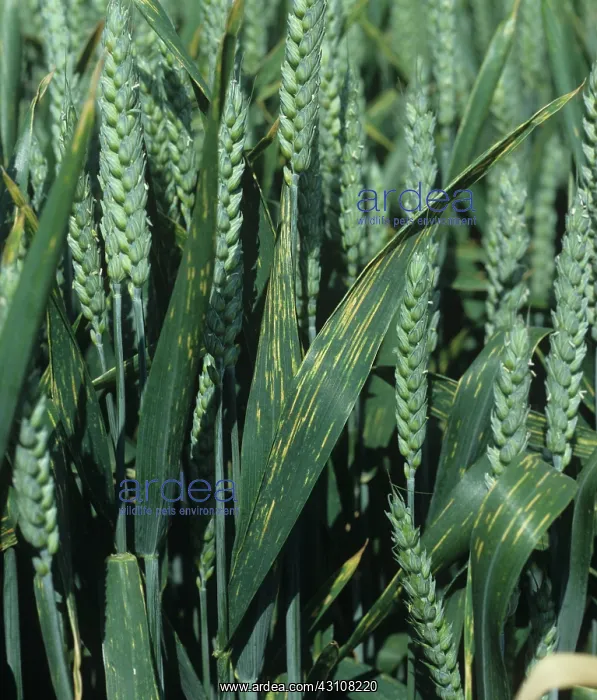 : Yellow rust or stripe rust : Yellow rust or stripe rust