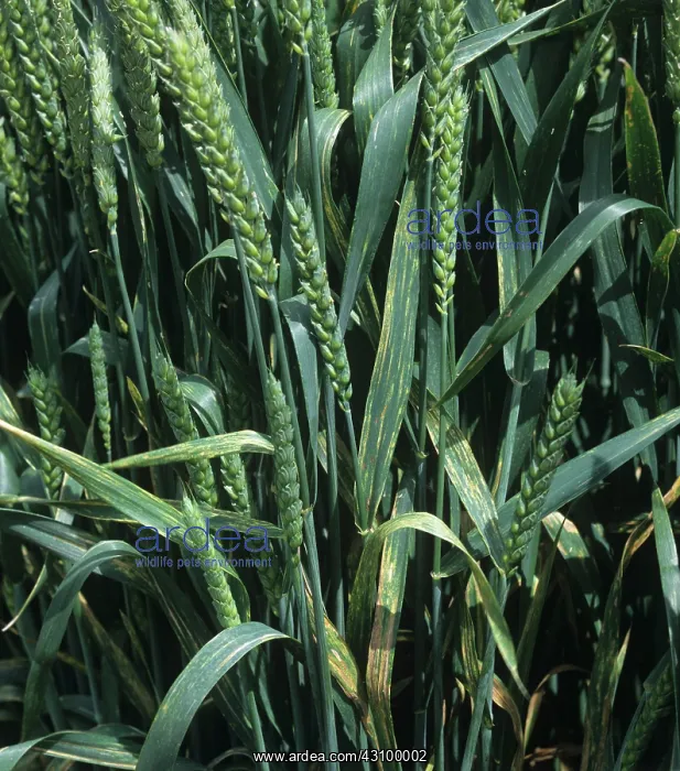 : Yellow rust or stripe rust infection : Yellow rust or stripe rust infection