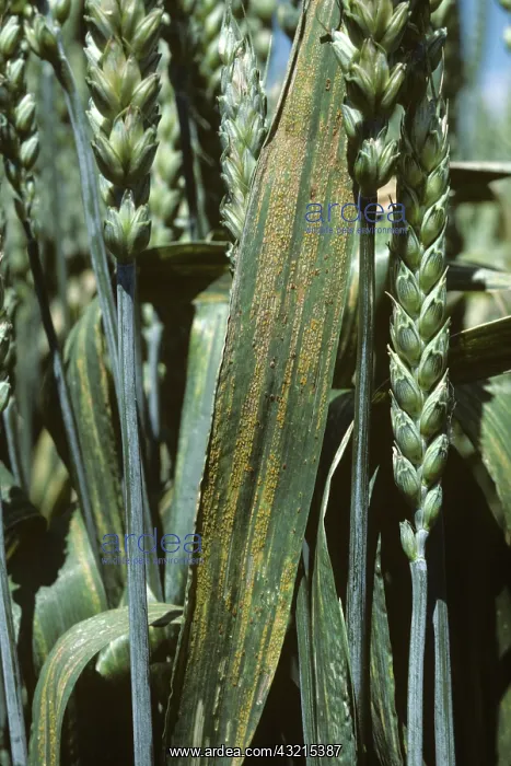 : Yellow Rust on Wheat flagleaves : Yellow Rust on Wheat flagleaves