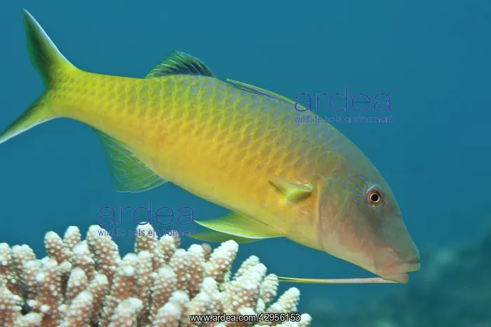 : Yellow-saddled / Gold-saddled Goatfish : Yellow-saddled / Gold-saddled Goatfish