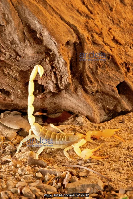 : Yellow Sand Scorpion, Smeringenus mesaensis : Yellow Sand Scorpion, Smeringenus mesaensis
