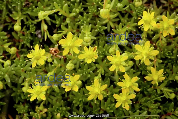 : Yellow saxifrage : Yellow saxifrage