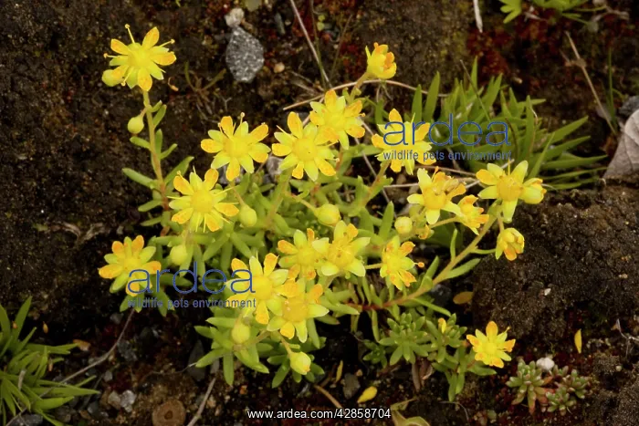: Yellow Saxifrage : Yellow Saxifrage