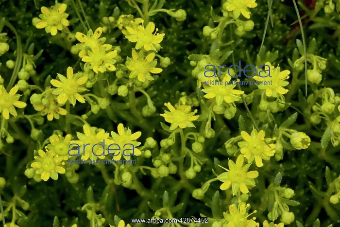 : Yellow saxifrage : Yellow saxifrage
