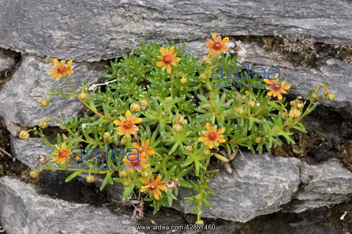 : Yellow saxifrage, dark form : Yellow saxifrage, dark form