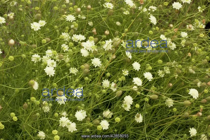 : Yellow scabious : Yellow scabious