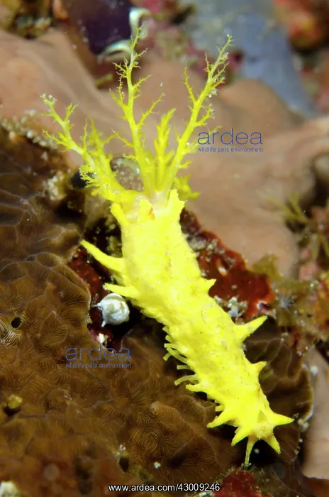 : Yellow Sea Cucumber with feeding tentacles extended : Yellow Sea Cucumber with feeding tentacles extended