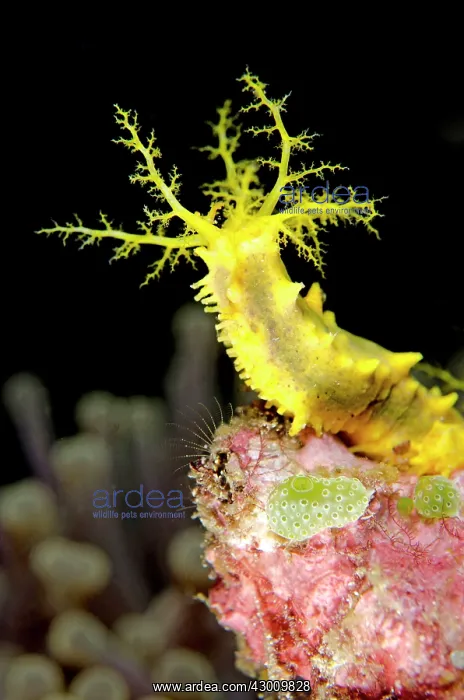 : Yellow Sea Cucumber with feeding tentacles extended : Yellow Sea Cucumber with feeding tentacles extended