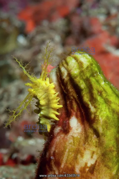 : Yellow Sea Cucumber - with feeding tentacles extended : Yellow Sea Cucumber - with feeding tentacles extended