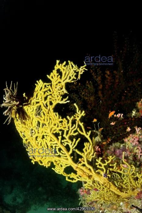 : Yellow Sea Fan - Feather Star (Comaster multibrachiatus) : Yellow Sea Fan - Feather Star (Comaster multibrachiatus)