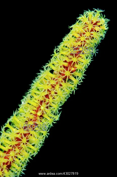 : Yellow Sea Pen : Yellow Sea Pen