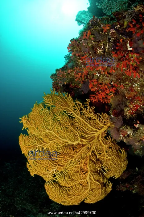 : Yellow Seafan - Brocken Thila : Yellow Seafan - Brocken Thila
