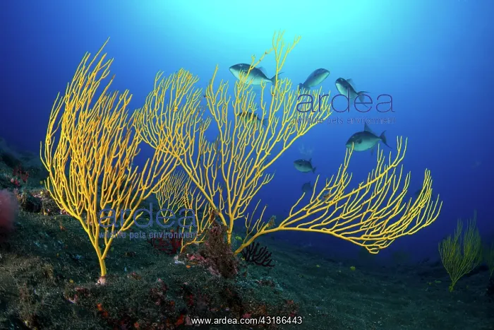 : Yellow seafan (Leptogorgia viminalis) La Gomera : Yellow seafan (Leptogorgia viminalis) La Gomera