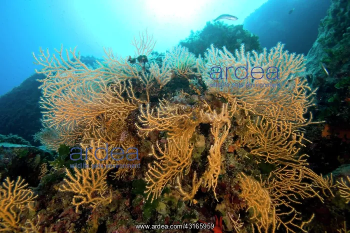 : Yellow seafans Eunicella cavolini Le Scole southern cape Gig : Yellow seafans Eunicella cavolini Le Scole southern cape Gig